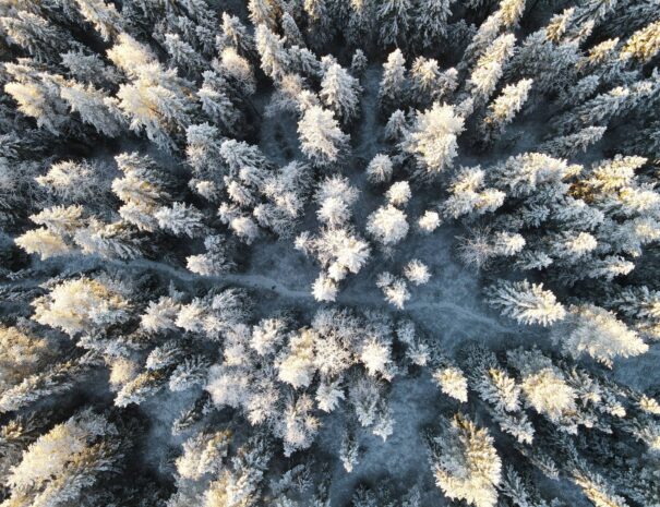 Winter forest small